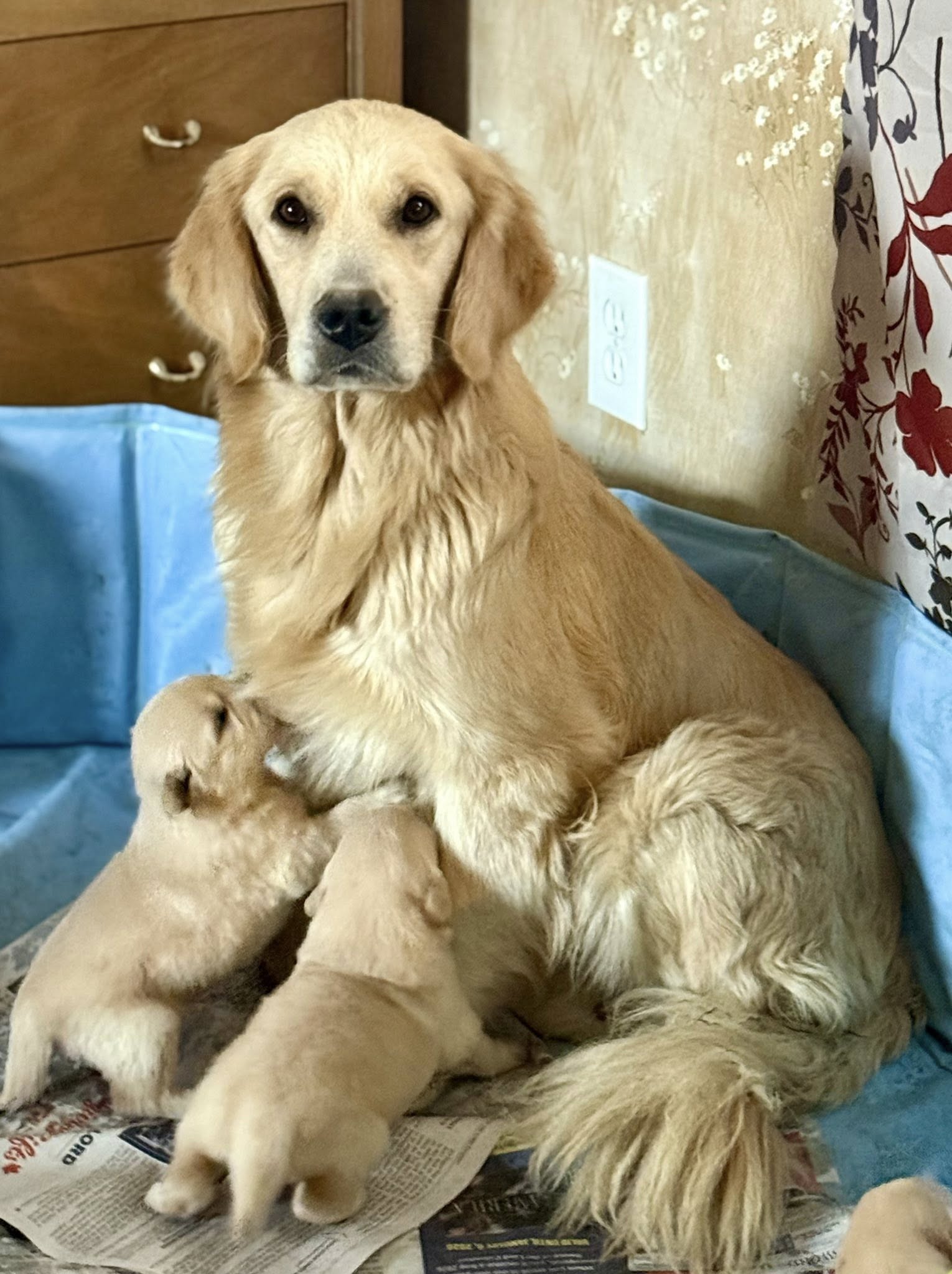 Roswell-Lovey litter